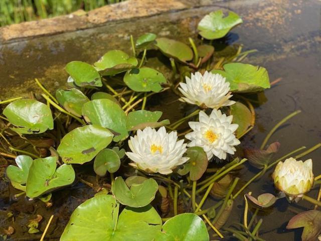 Zen Retreat Met Jacuzzi Bed & Breakfast Grez-Doiceau Ngoại thất bức ảnh